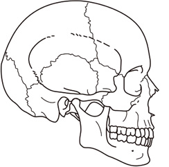 オステオパシー頭蓋仙骨療法も取り入れております。